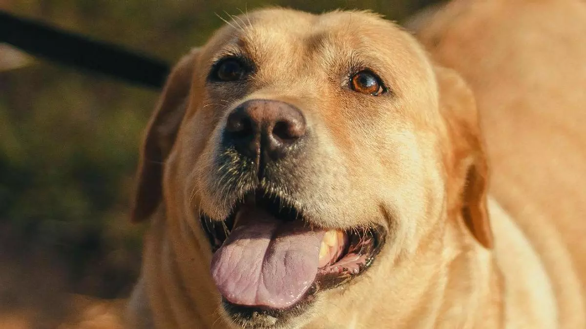 Uro, el perro que no pudo entrar en la Guardia Civil y ahora busca una familia