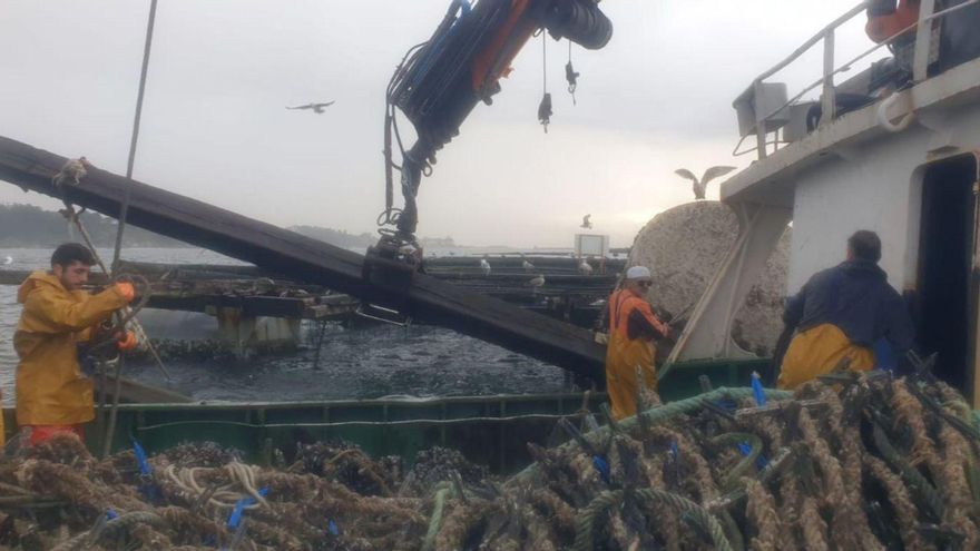 El sector mejillonero retira los restos de las bateas destrozadas por Kirk
