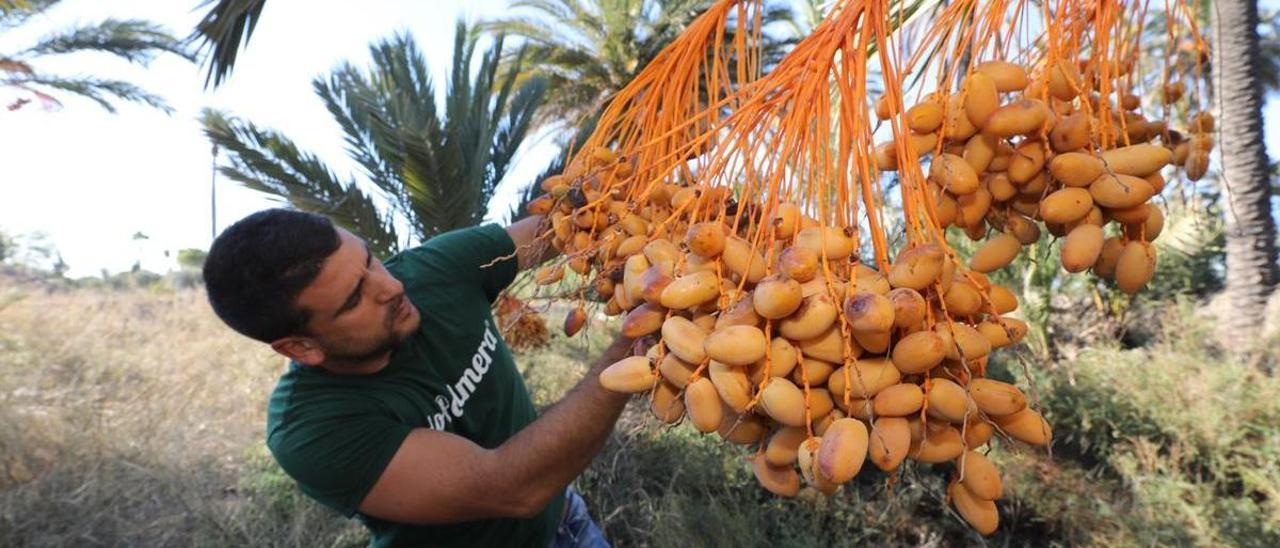 Recogida de datiles en Elche