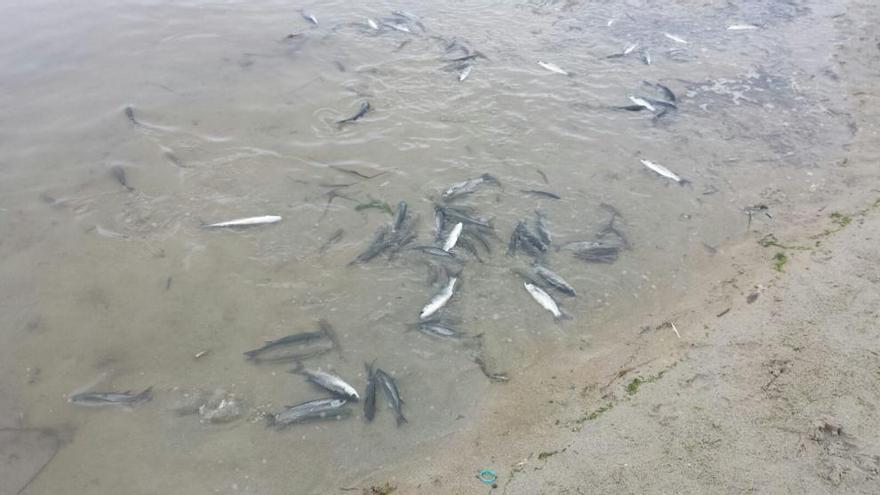 Peces que han aparecido muertos en O Rañal.