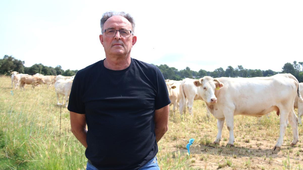 Obligan a un ganadero del Pla de lEstany a matar a todo un rebaño de 230 vacas por la sospecha de que doce tengan tuberculosis Obligan a un ganadero del Pla de lEstany a matar a todo un rebaño de 230 vacas por la sospecha de que doce tengan tuberculosis