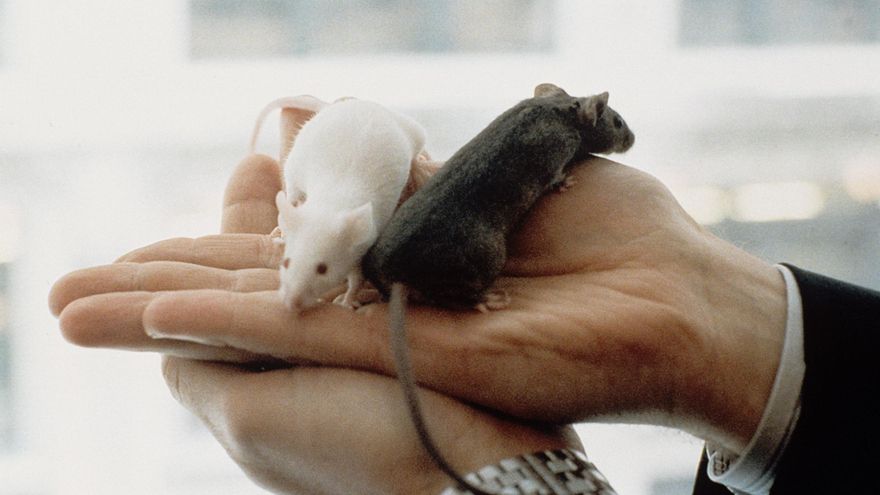 Crean un &quot;mando a distancia&quot; que controla el cerebro de los ratones