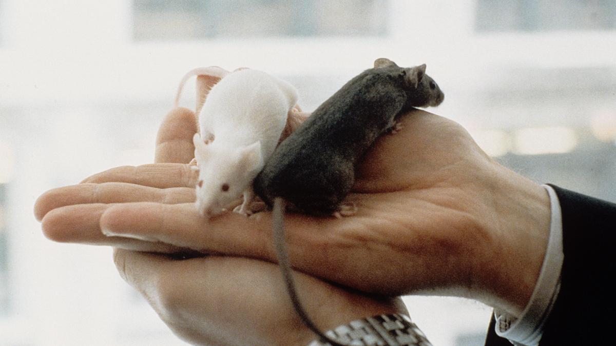 Bloquear una proteína inflamatoria mejora la salud y la esperanza de vida en ratones