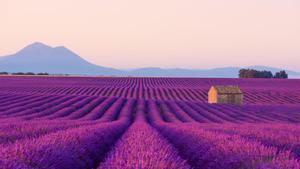 Paseo por los campos de lavanda de Provenza.