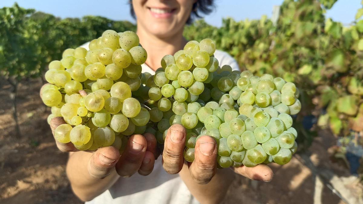 Die Weinregion mit dem Gütesiegel DO Pla i Llevant im Zentrum und Osten Mallorcas umfasst 19 Gemeinden.