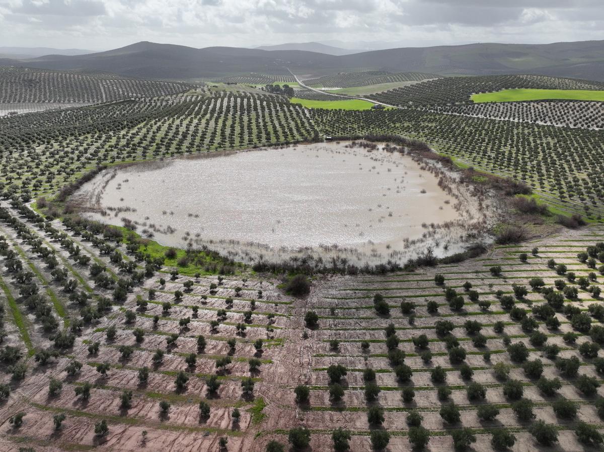 Laguna La Quinta, en Baena, localizada en una depresión del terreno rodeada de olivares.