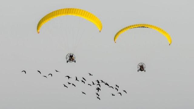 Una bandada d’ibis ermità, seguint els ultralleugers. | GUNNAR HARTMANN