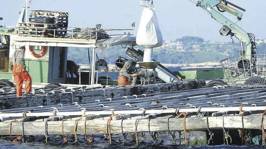 Trabajo de desdoble en una de las bateas situadas en la ría de Arousa.  // Iñaki Abella