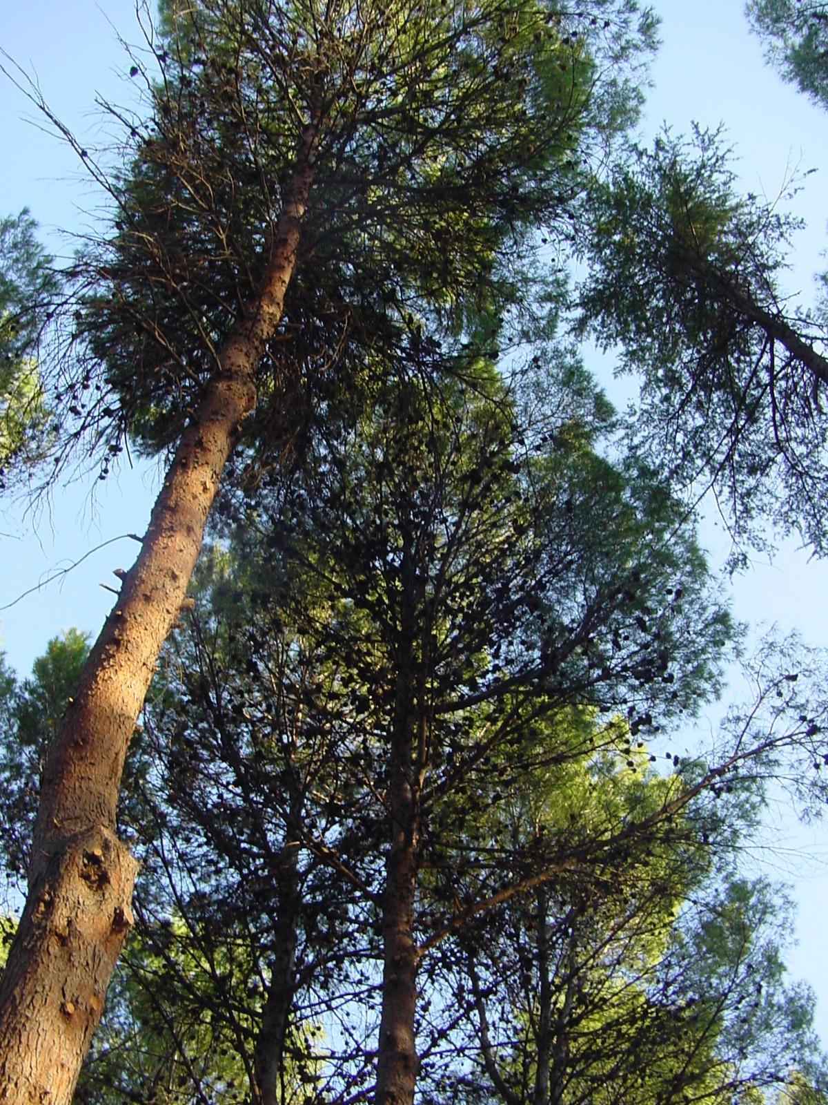 Parque Forestal de Entrevías