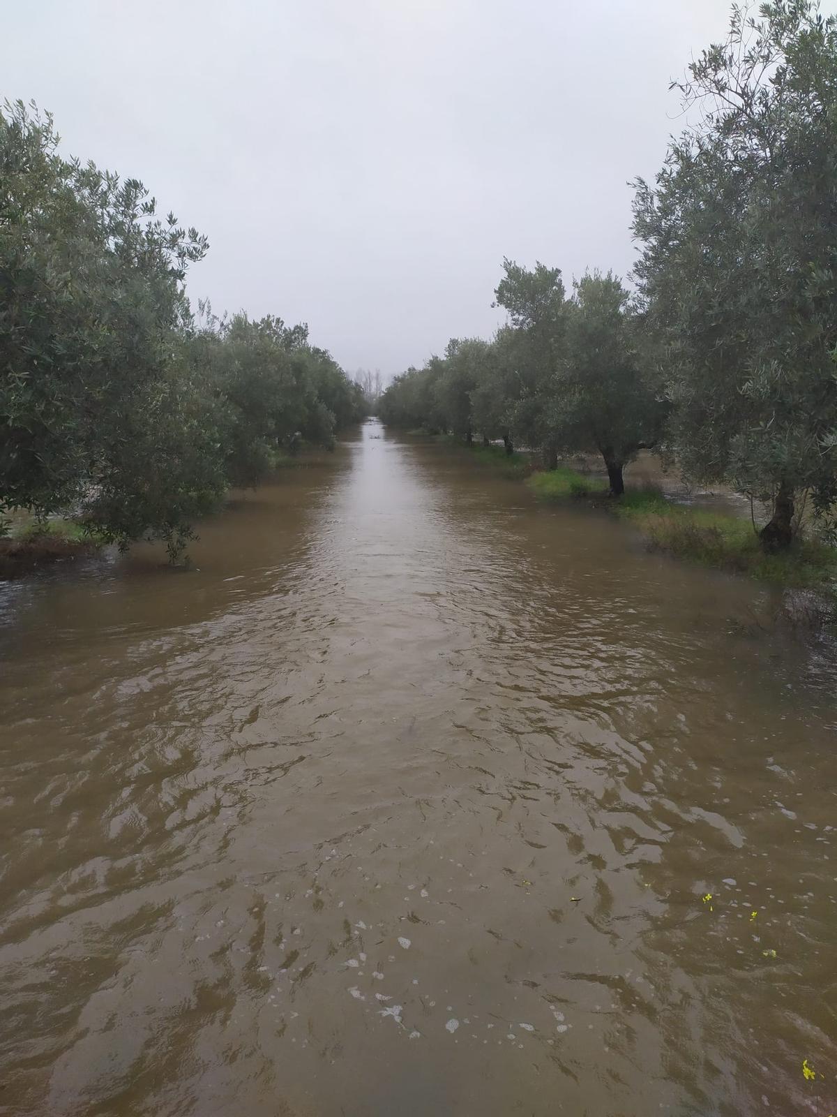 Fotogalería | Cultivos anegados en fincas de Mérida por la sucesión de borrascas