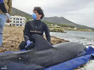 Rescats de fauna marina a la Costa Brava durant l'any passat
