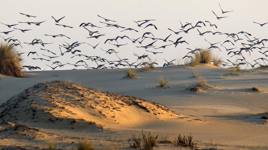 El número de aves se derrumba en Doñana: la peor cifra en 40 años