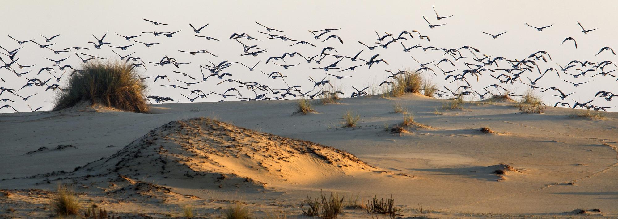 El número de aves se derrumba en Doñana: la peor cifra en 40 años