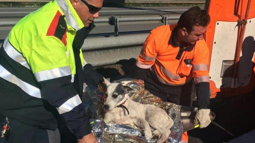 Rescaten un gos amb les potes trencades al mig de l&#039;autopista