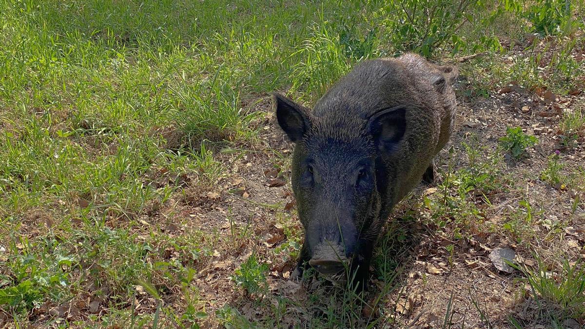 ARCHIVO | Un jabalí en la zona de Collserola, en Barcelona.