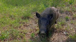 ARCHIVO | Un jabalí en la zona de Collserola, en Barcelona.