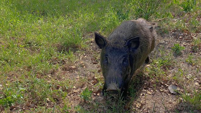 Усиливают охоту на кабанов в Кастилии и Леоне
