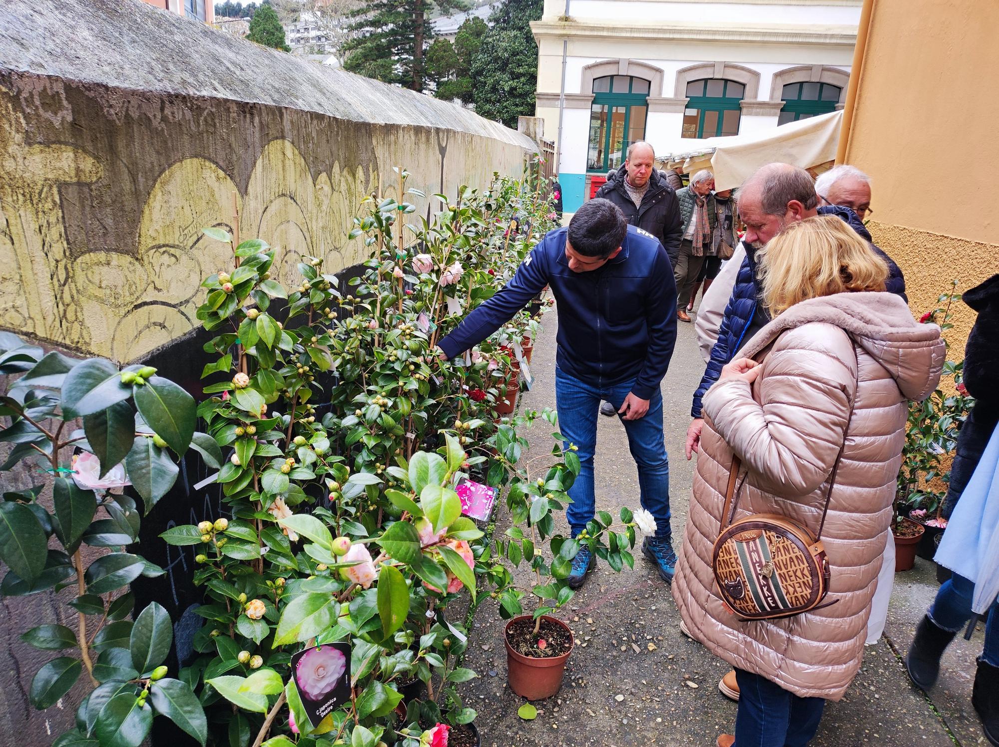 Las camelias llenan de color el colegio Padre Galo, de Luarca