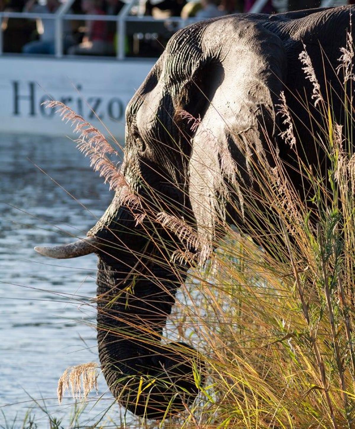 Elefante en el río Zambeze.