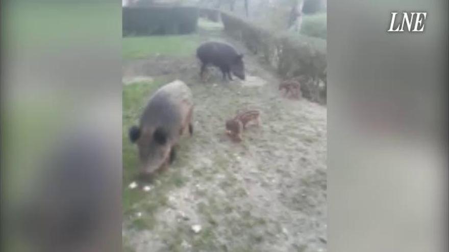 Así alimentan a jabalíes en Oviedo