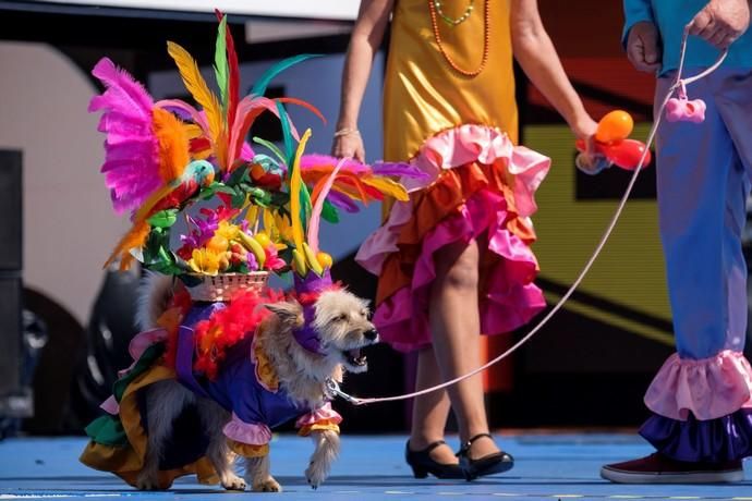 Carnaval Canino de Las Palmas de Gran Canaria,