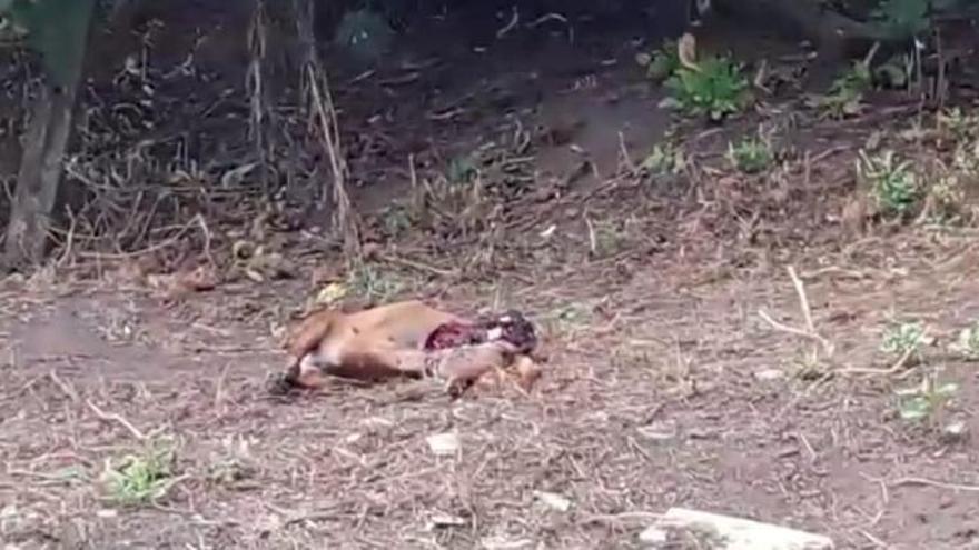 Denuncian un presunto "criadero ilegal" de perros en San Claudio