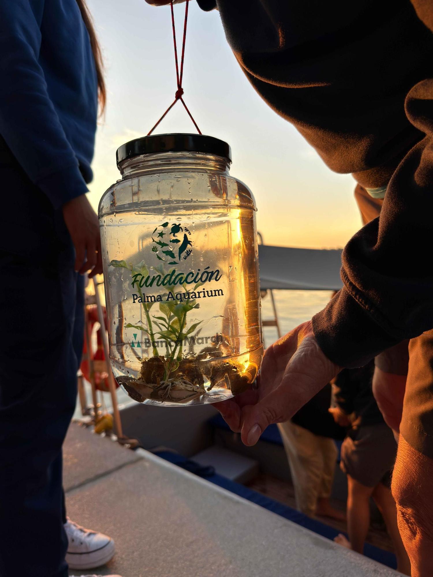 FOTOS | Así han liberado 70 cabaillotos de mar en Mallorca