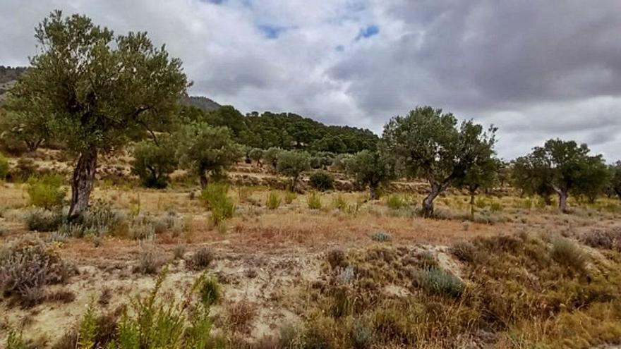 Campos de olivos en el término de La Torre afectados por la planta solar que se tramita. | J.A.RICO