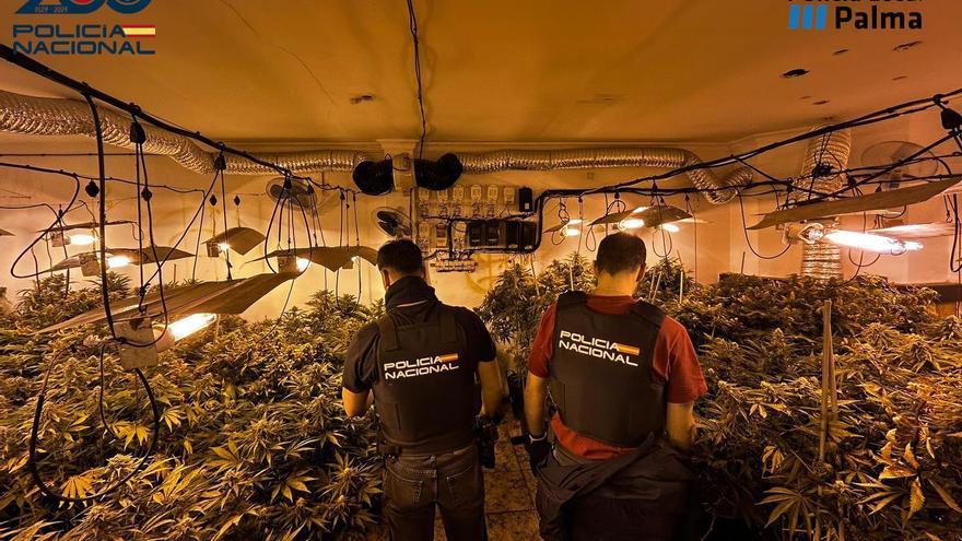 La Policía de Palma descubre una plantación de marihuana en una casa de la Soledad