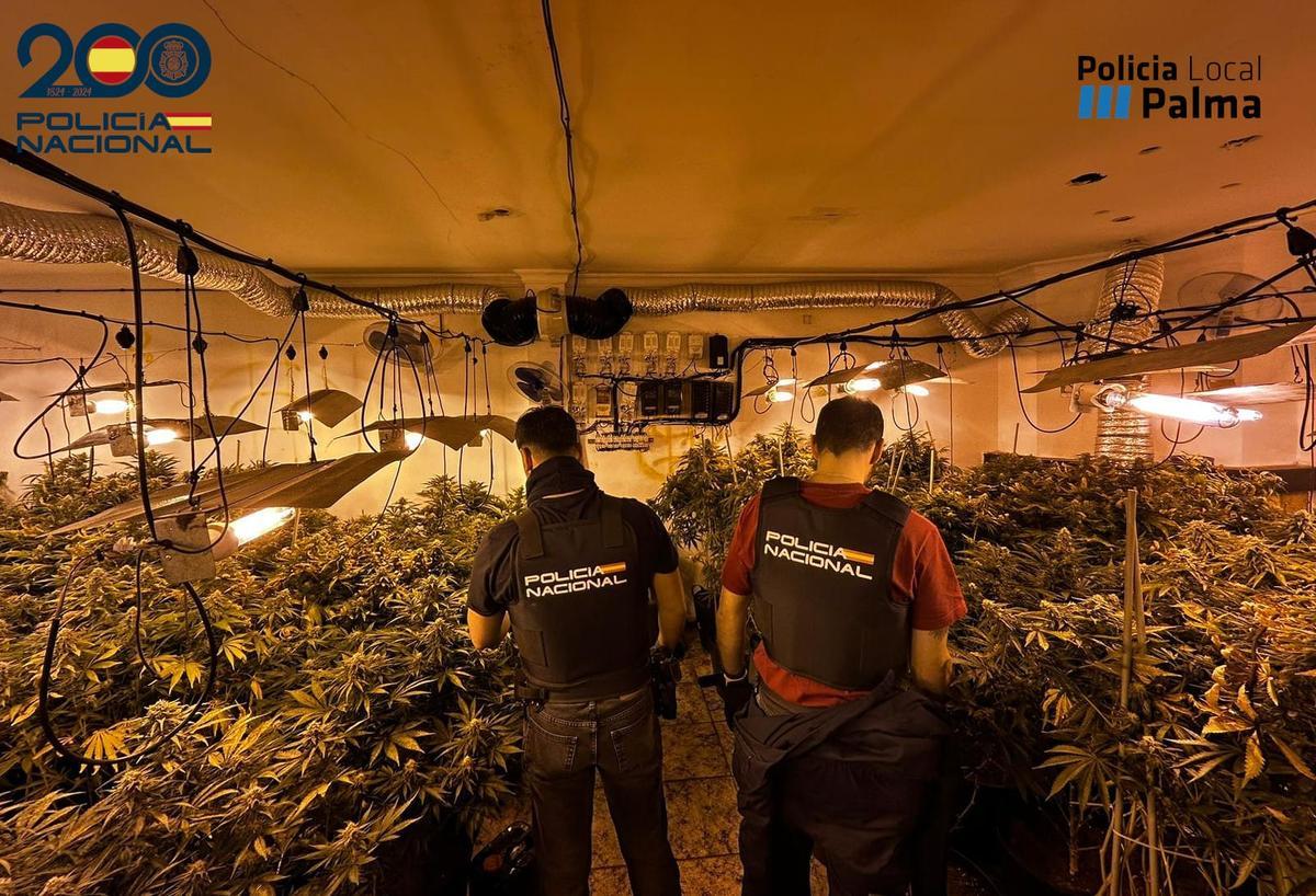 Cien kilos de marihuana en proceso de cultivo