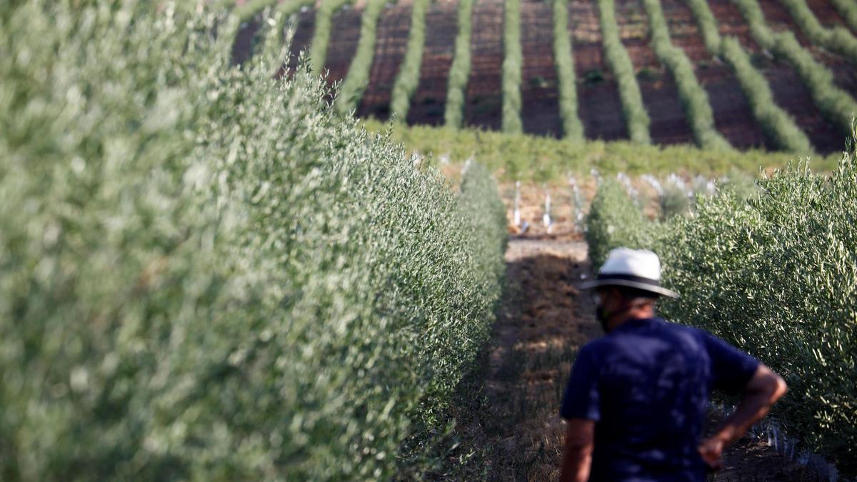 Imagen de archivo de un olivar cordobés.