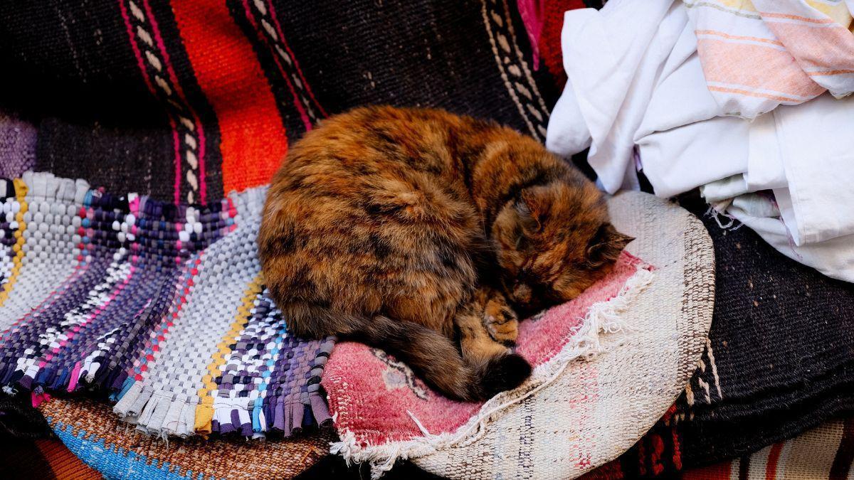 Las gatos no buscan dormir encima de la ropa de sus dueños por comodidad