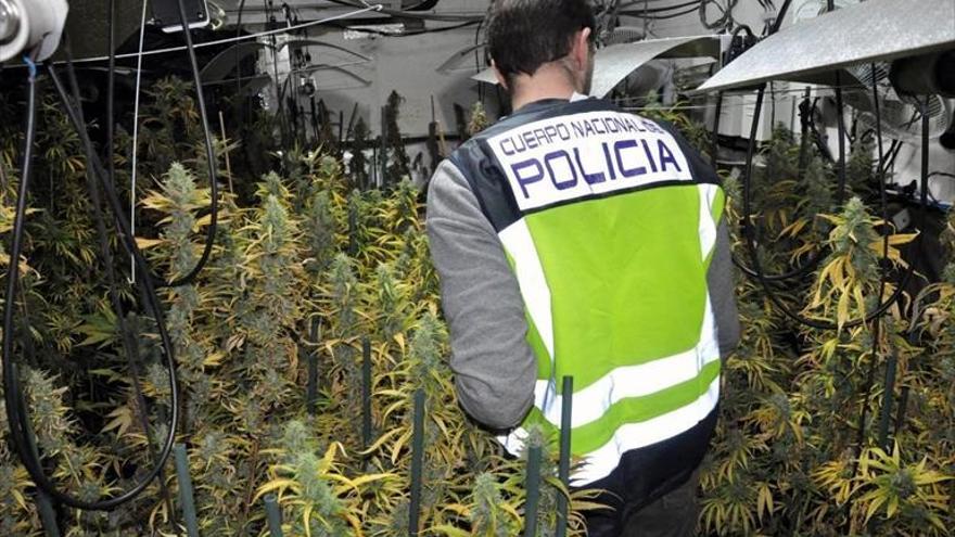 Cuatro detenidos por una plantación de marihuana con casi 600 plantas