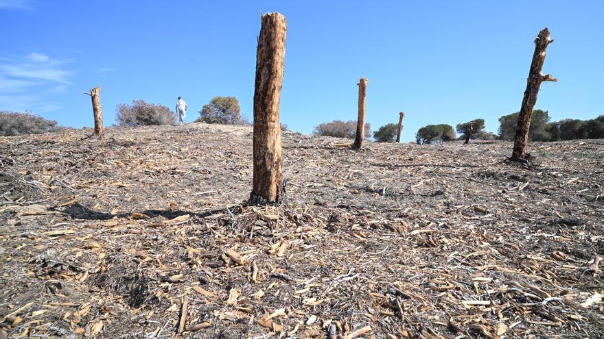 Así se encuentra la pinada en la zona de El Moncayo en Guardamar tras la tala de cientos de pinos