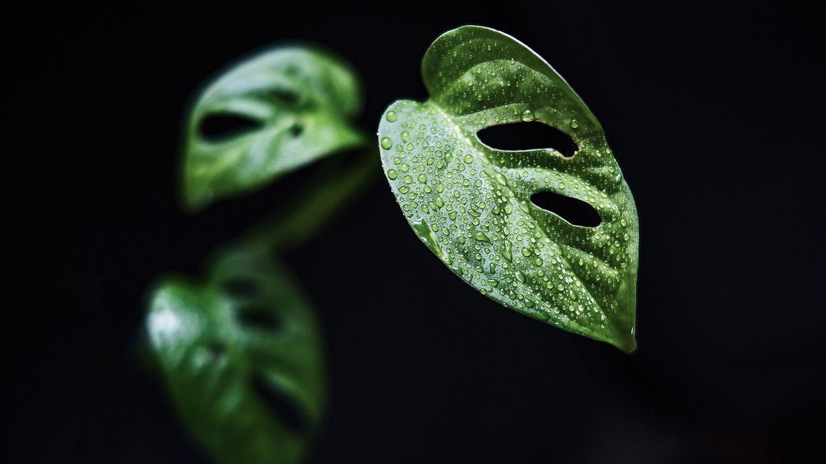 Monstera adansonii, la planta de interior de moda también sirve para decorar tu casa en Halloween.