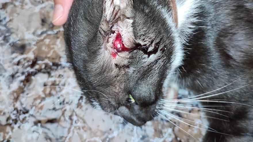 Un vecino de Crevillent denuncia que su gato recibió un tiro de perdigón en la cabeza