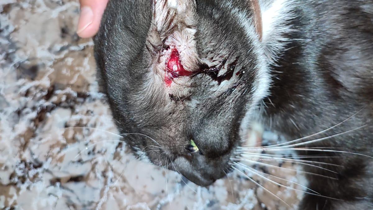 Un vecino de Crevillent denuncia que su gato recibió un tiro de perdigón en  la cabeza - Información