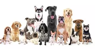 Del bulldog francés al chihuahua: las razas de perros más robadas en Europa