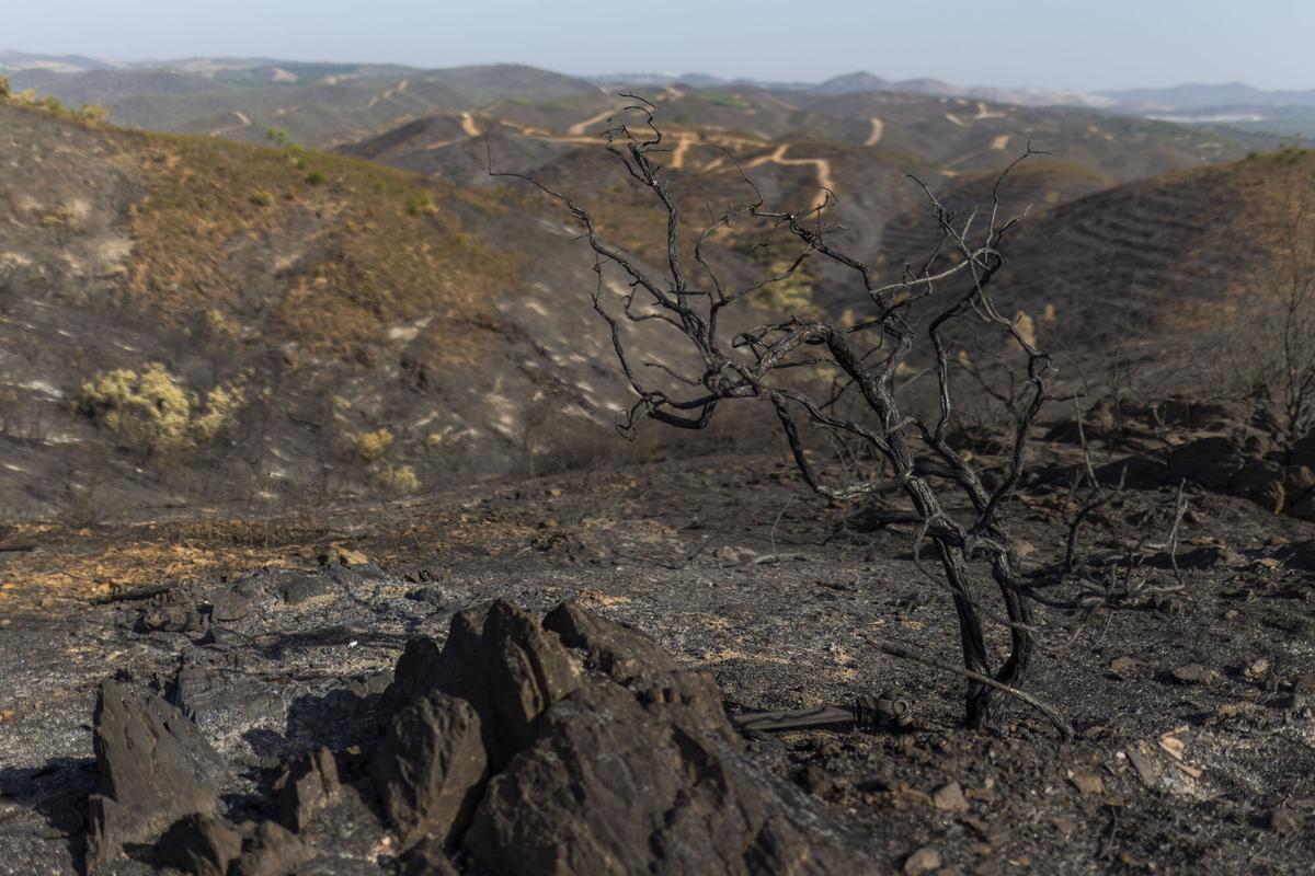 BERROCAL (HUELVA), 17/08/2026.- Vista de la tierra quemada de la localidad de Berrocal, Huelva, tras los incendios de Niebla, estabilizado ayer domingo y que ha calcinado aproximadamente un 80 % del paraje natural la Pata del Caballo, de más de 7.000 hectáreas. EFE/Alberto Díaz