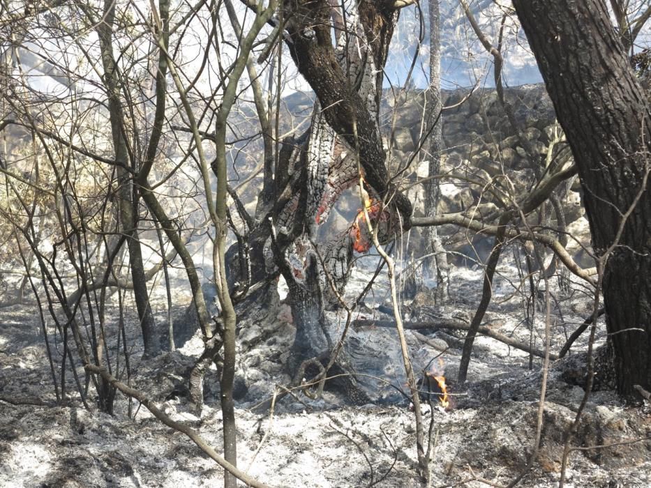 Waldbrand bei Puigpunyent