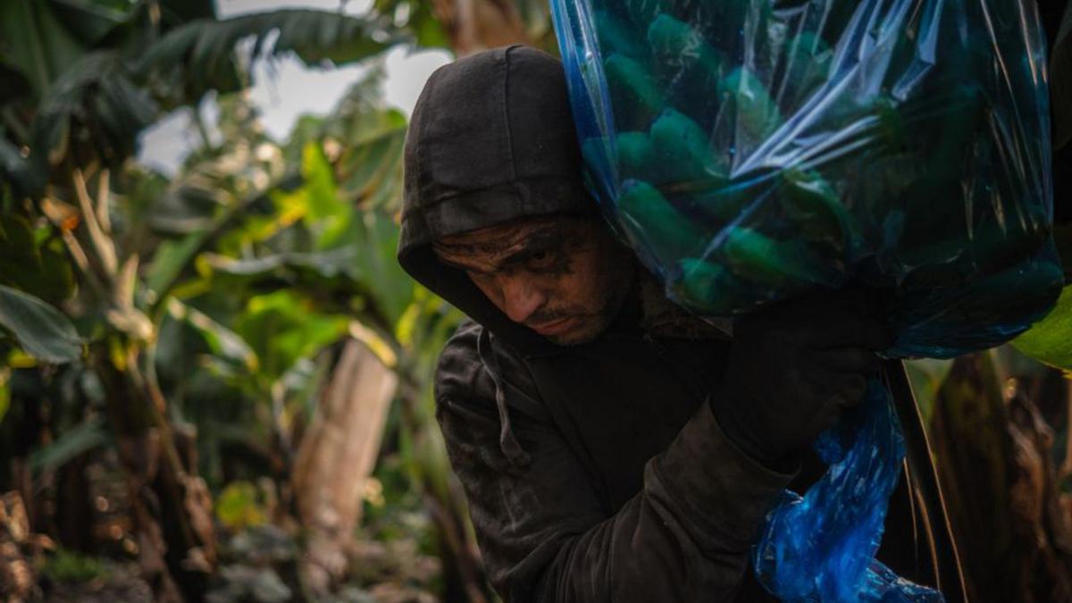 Un trabajador en las plataneras de Tazacorte. | | ANDRÉS GUTIÉRREZ
