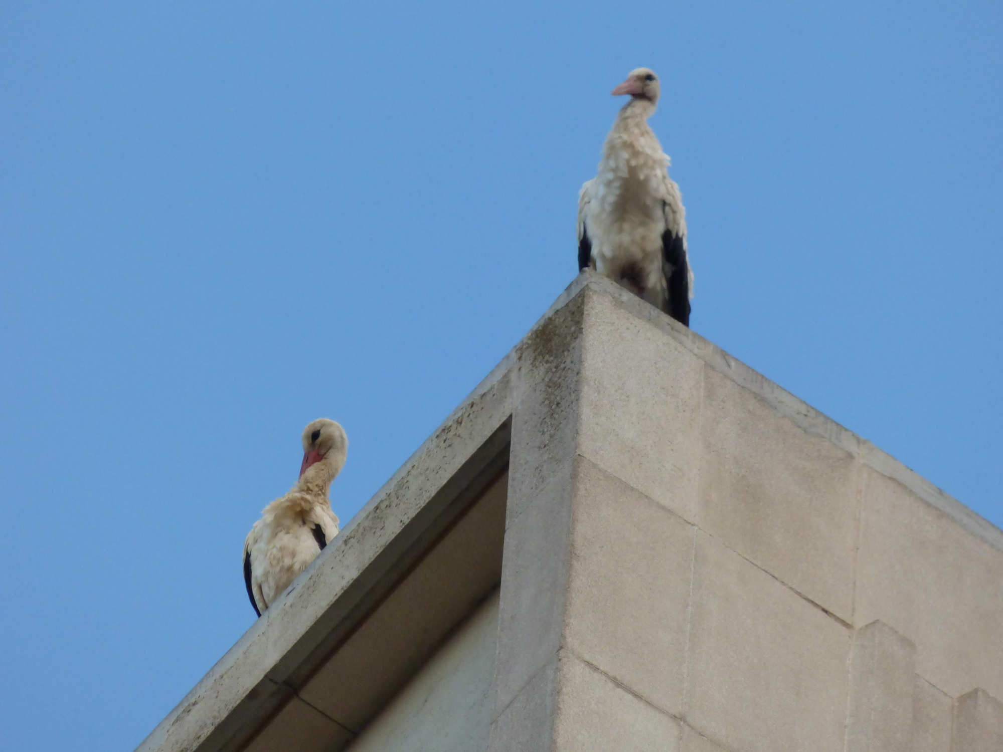 Un estol de cigonyes fa parada a Figueres