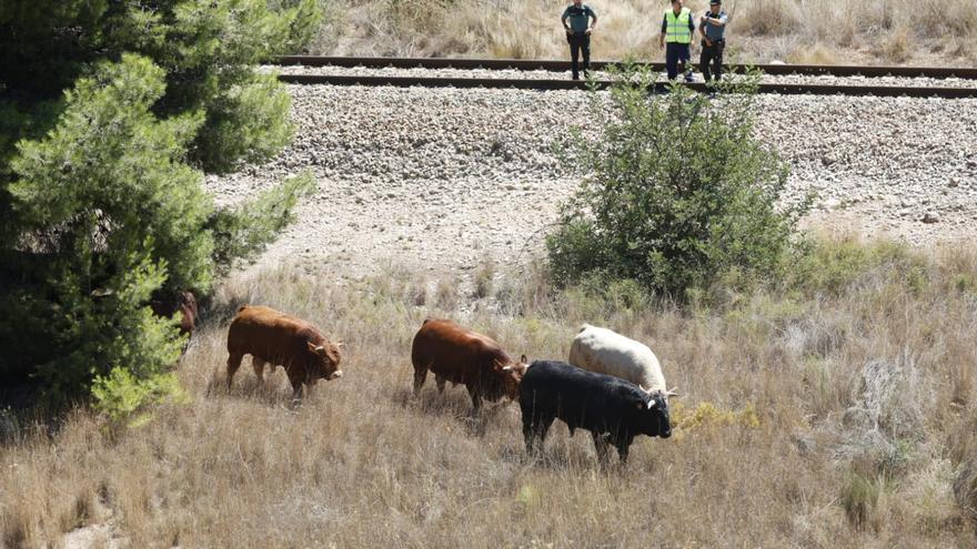 Un trailer con 40 toros vuelca en la A-3 a su paso por Buñol