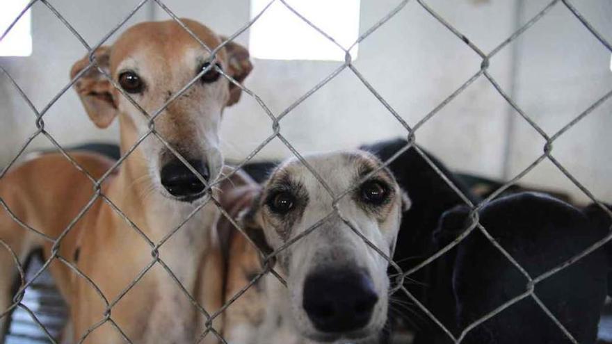 Tres de los perros que se encuentran en las instalaciones de Scooby en Valcabado.