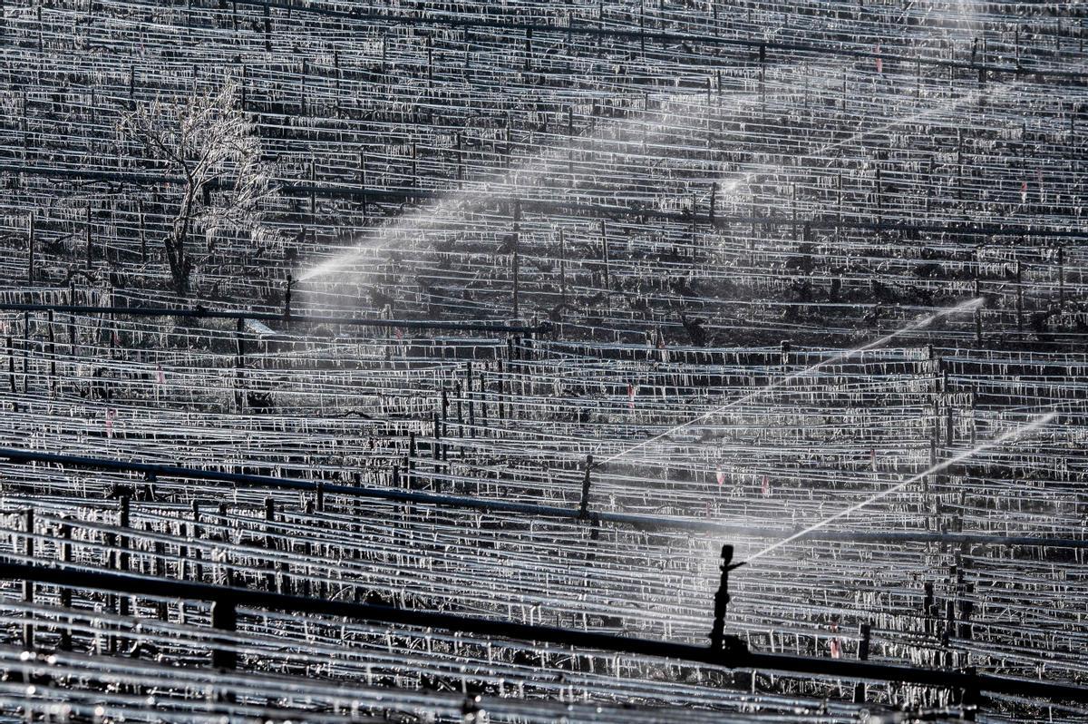 Agua lanzada desde los aspersores en un viñedo cerca de Chablis.