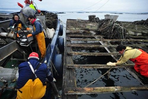 Los bateeiros de Arousa encordan mejilla