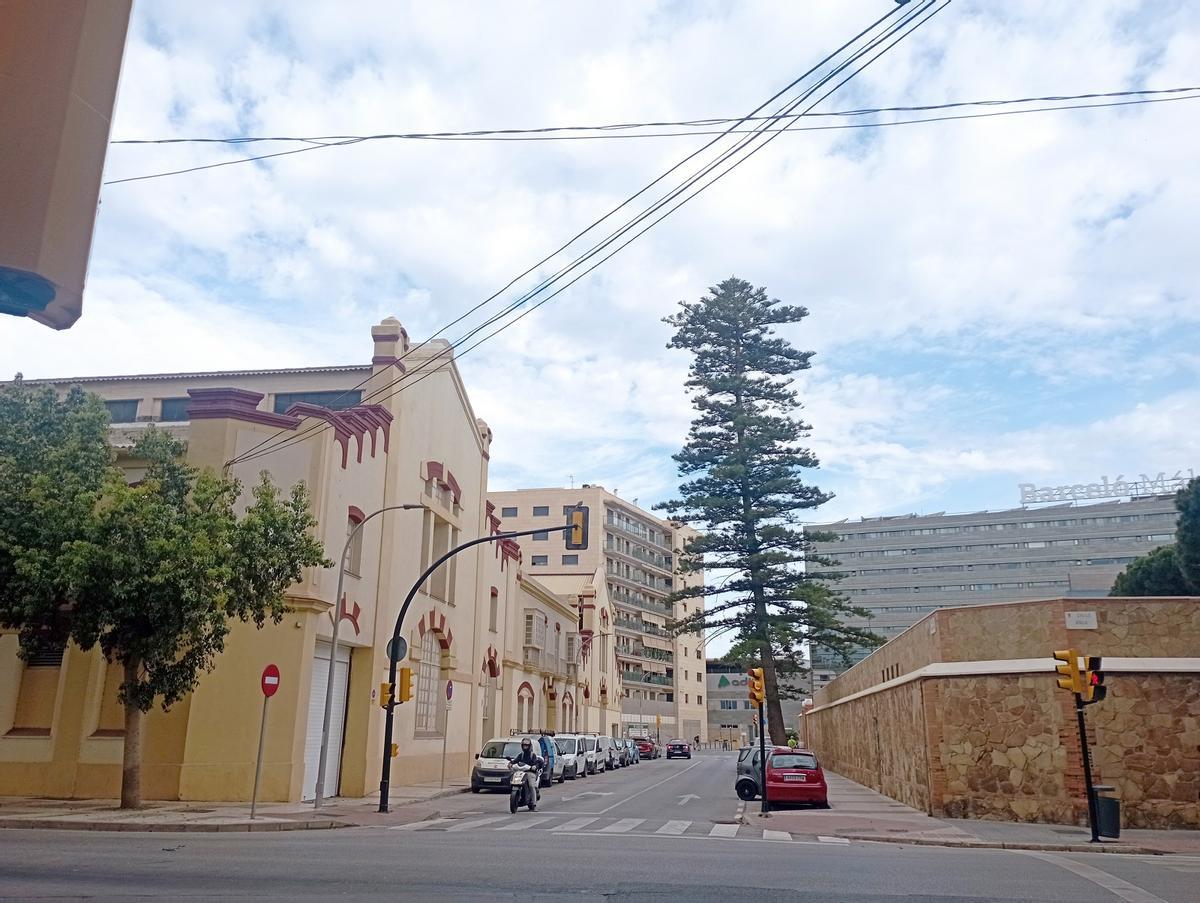La araucaria de Lapeira, el pasado mayo.