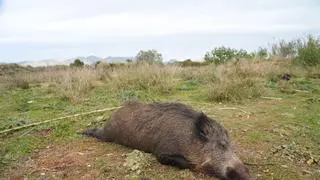 Capturan 170 jabalís en Castellón en el primer mes del plan de choque