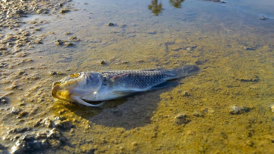 Los operarios retiran hasta 40 kilos de tilapias de la Charca de Maspalomas tres días por semana