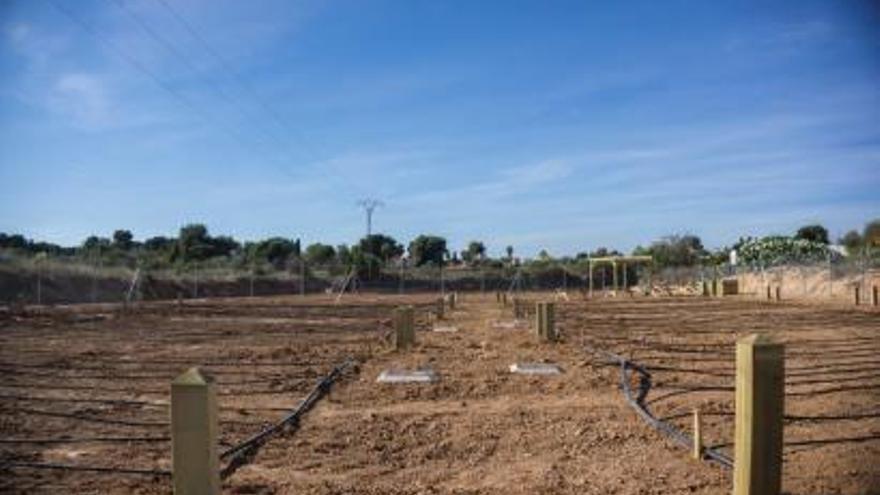 Las ocho parcelas que se sortean para ser cultivadas.